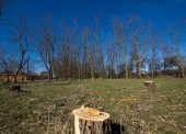 Жители Голубицкой объявили массовый протест вырубке многолетней рощи возле станичного стадиона