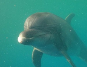 Дельфин Дельфа. Фото vk.com/ponticus_dolphin_protection 