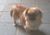 Найдена собака породы пекинес
