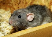В 7 раз выросла популярность домашних крыс на Кубани