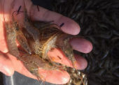 Уголовное дело возбудили в отношении мужчины за вылов креветки в Темрюкском заливе