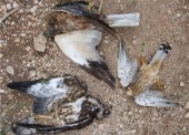 Птиц массово погибших в Темрюкском районе проверят на наличие птичьего гриппа