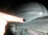 Один из измученных в Темрюкском районе дельфинов погиб