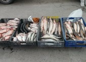 Более 50 килограмм рыбы изъяли полицейские у торговки с обочины