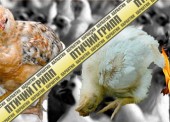 Вспышку гриппа птиц зафиксировали в Темрюкском районе