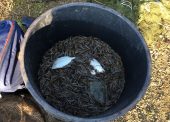 Судимость и миллионный штраф за мешок креветок получили браконьеры из Темрюкского района